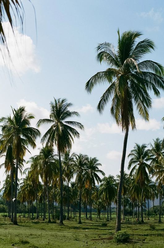 Eminence &times; Puerto Escondido, photograph 6
